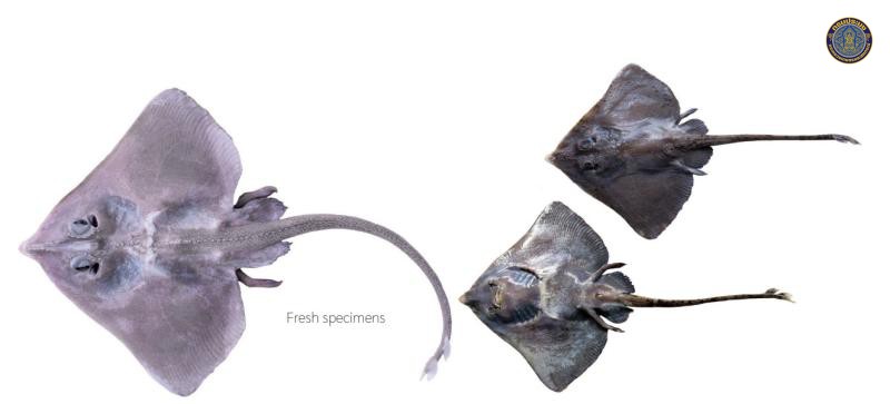 Cruriraja andamanica