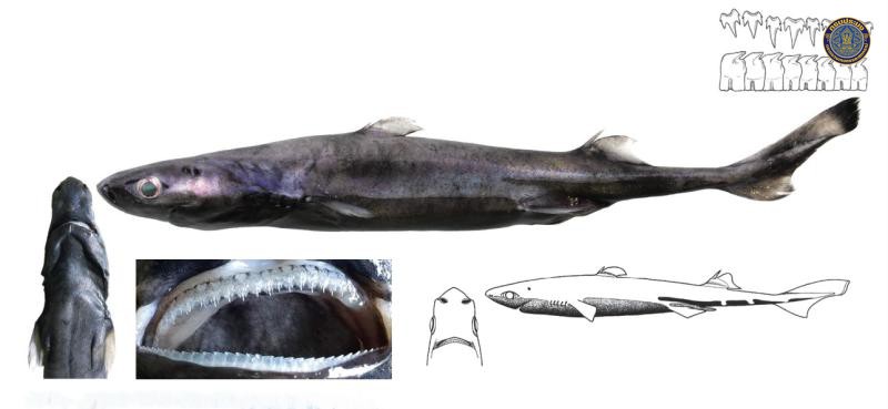 Etmopterus fusus