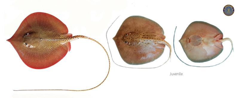 Fluvitrygon oxyrhynchus