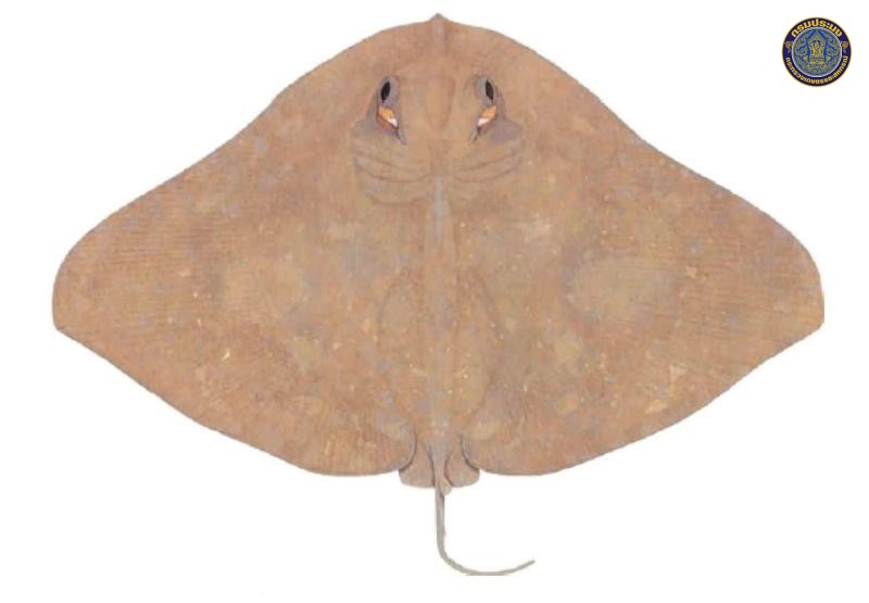 Gymnura tentaculata
