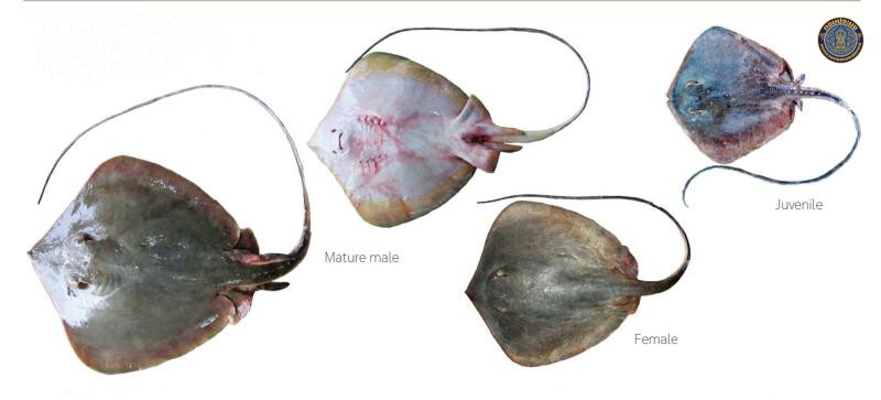 Hemitrygon bennetti