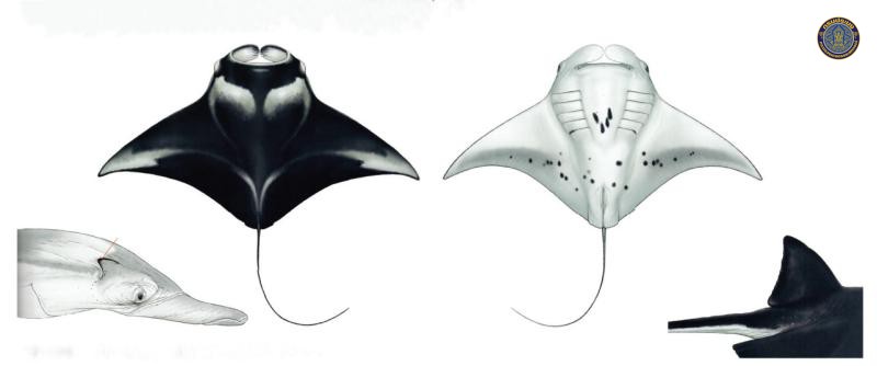 Mobula alfredi