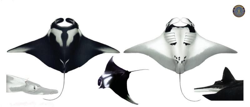 Mobula birostris