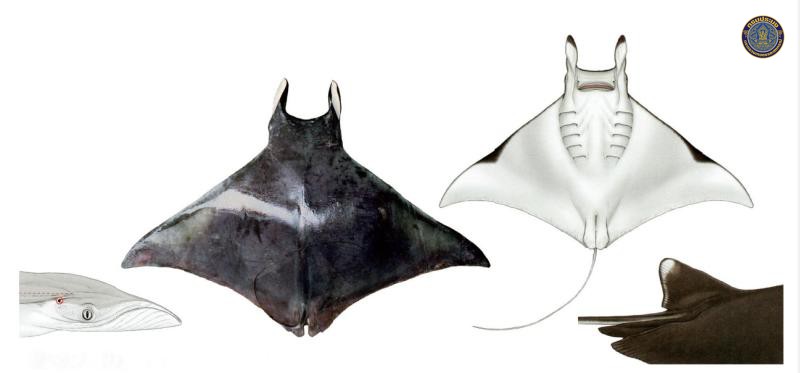 Mobula eregoodoo