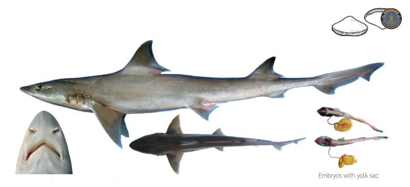 Mustelus stevensi