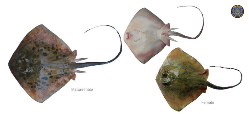 Neotrygon caeruleopunctata
