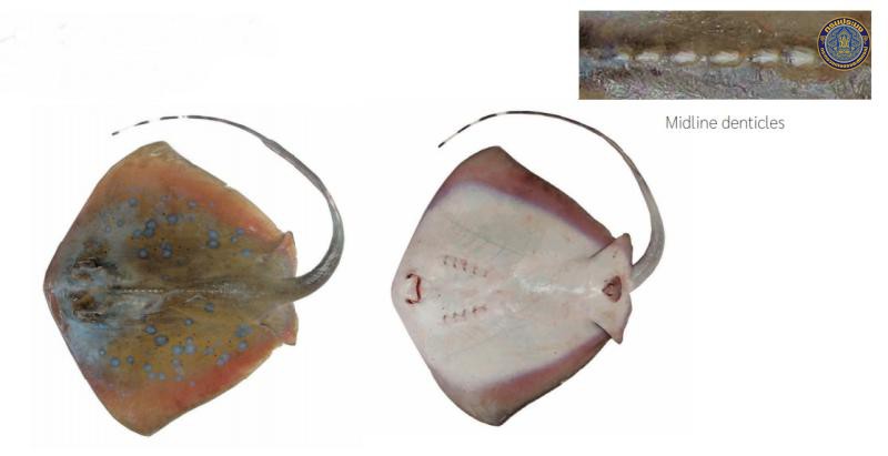 Neotrygon orientalis