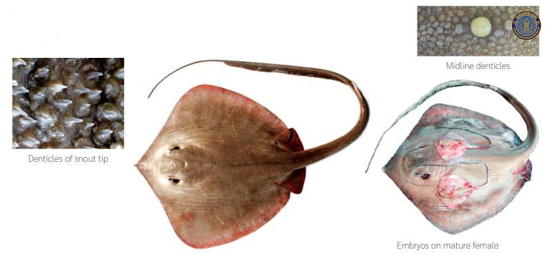Pastinachus solocirostris