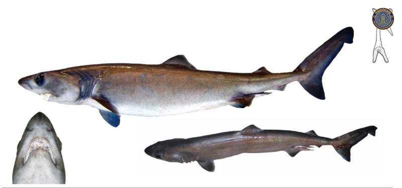 Pseudocarcharias kamoharai