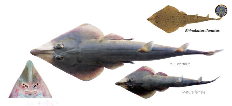 Rhinobatos ranongensis