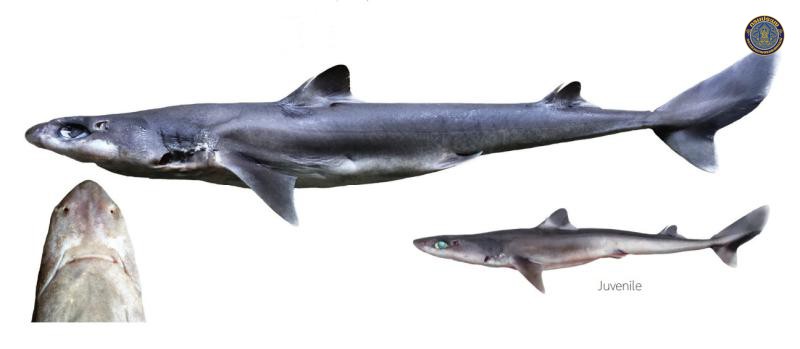 Squalus montalbani