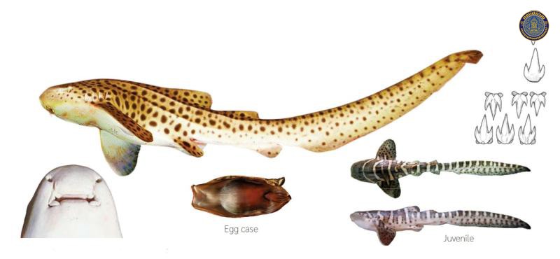 Stegostoma tigrinum