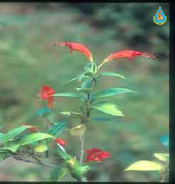 Aeschynanthus garrettii