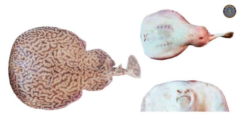 Torpedo fuscomaculata