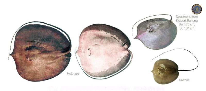 Urogymnus chaophraya