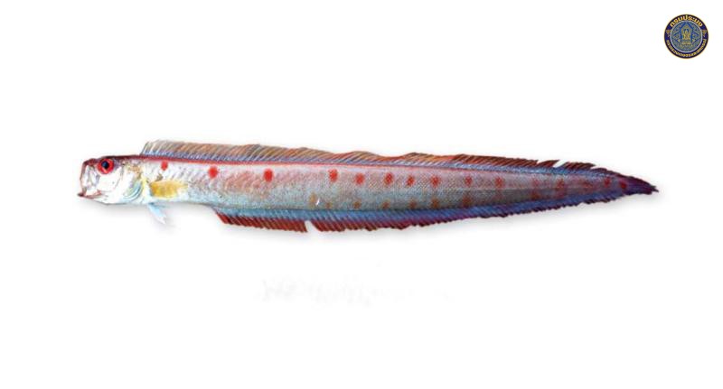 Acanthocepola abbreviata