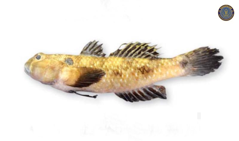 Acentrogobius caninus