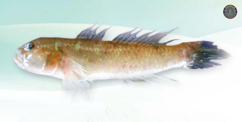 Acentrogobius viridipunctatus