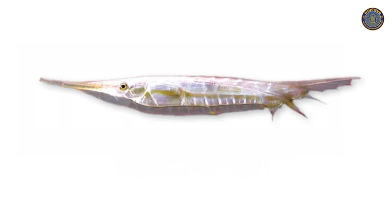 Aeoliscus strigatus