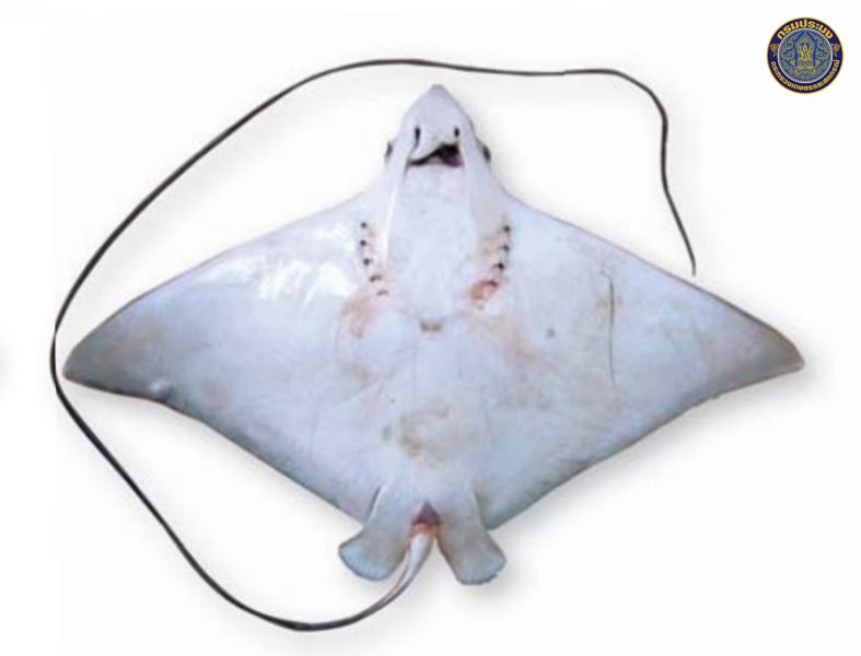 Aetobatus ocellatus