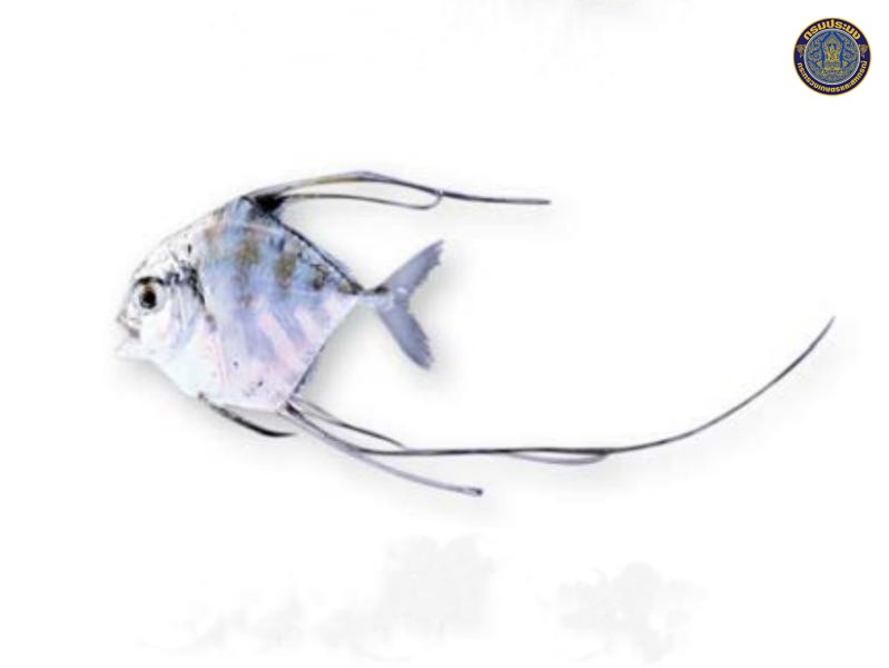 Alectis ciliaris