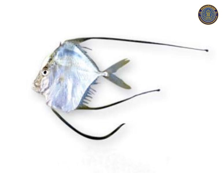 Alectis indica
