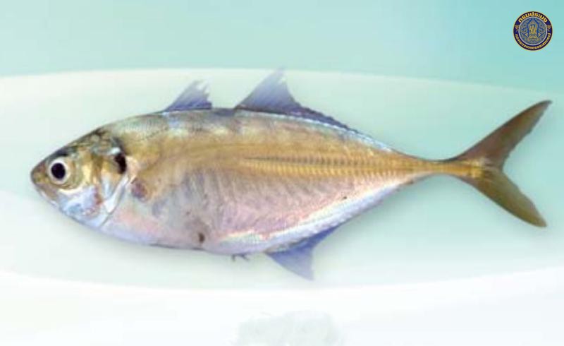 Alepes djedaba