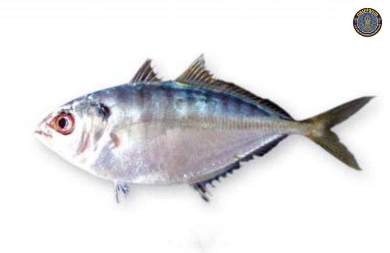 Alepes kleinii