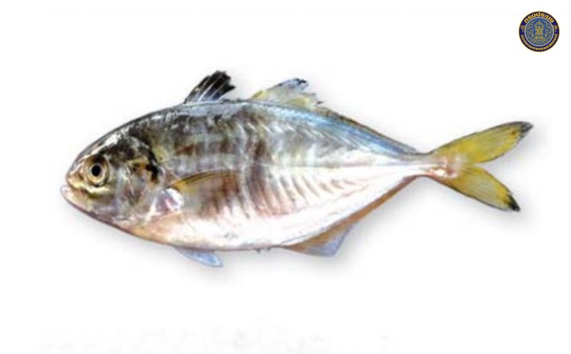 Alepes melanoptera