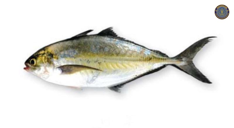 Alepes vari