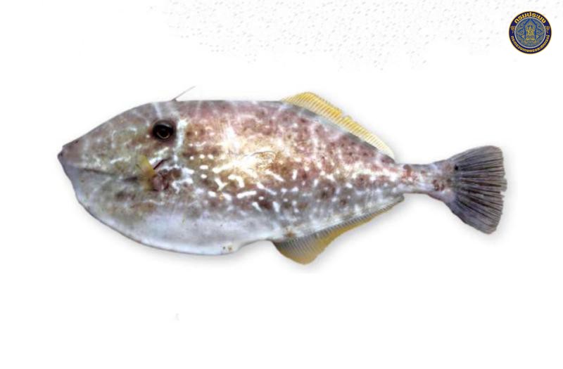Aluterus monoceros