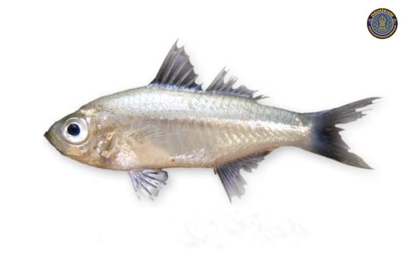 Ambassis gymnocephalus