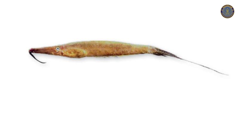 Anacanthus barbatus