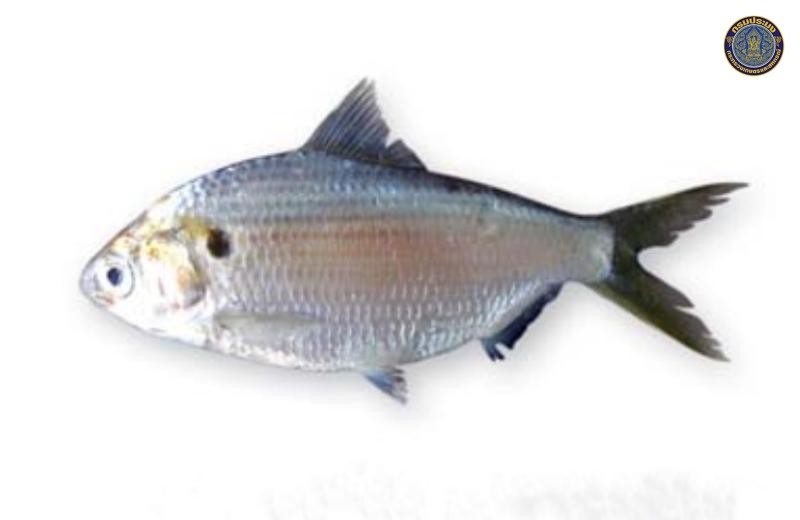 Anodontostoma chacunda