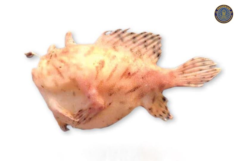 Antennarius hispidus