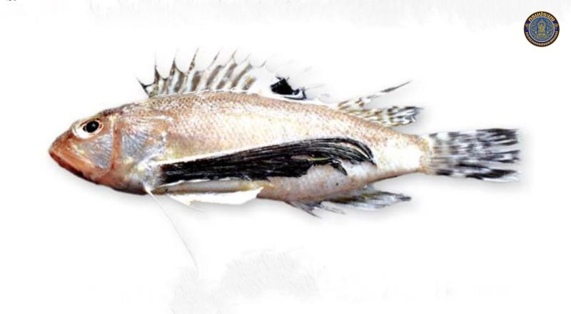Apistus carinatus