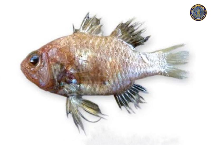 Apogonichthyoides niger