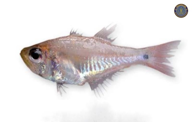 Archamia bleekeri
