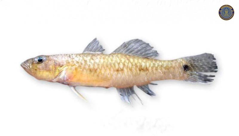 Arcygobius baliurus