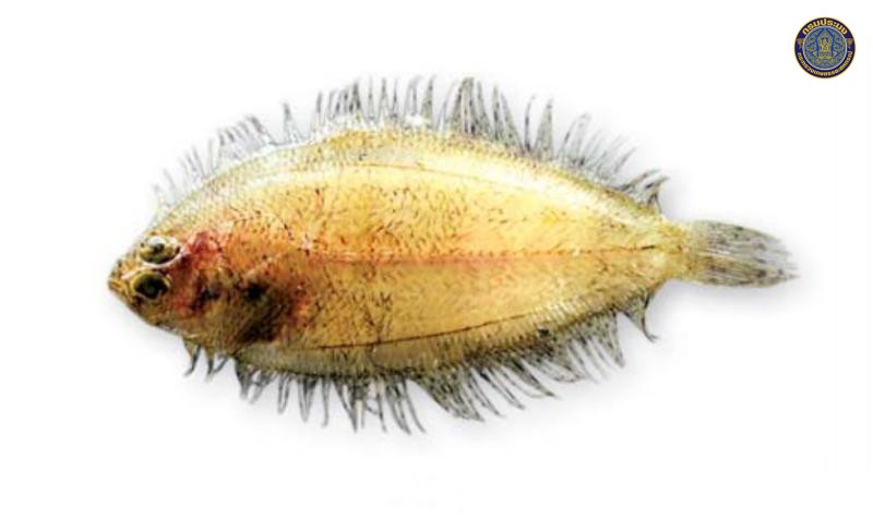 Arnoglossus aspilos
