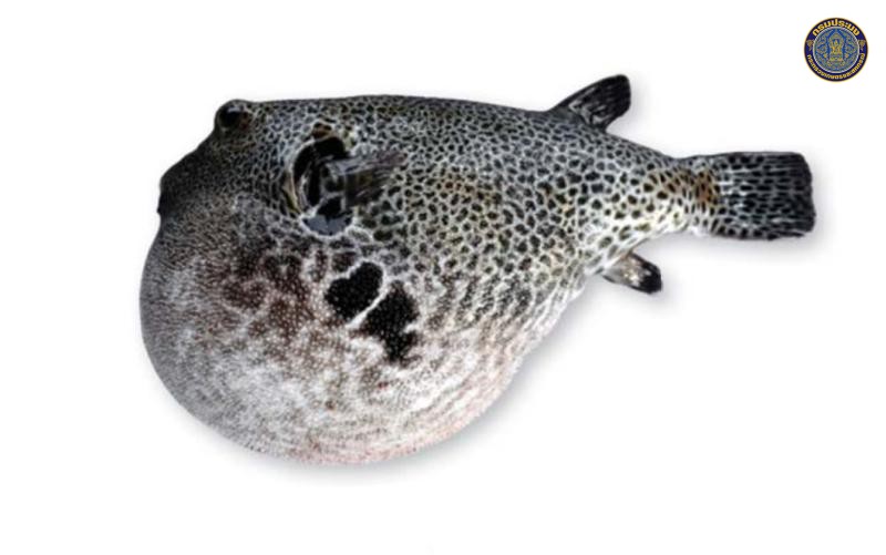 Arothron stellatus