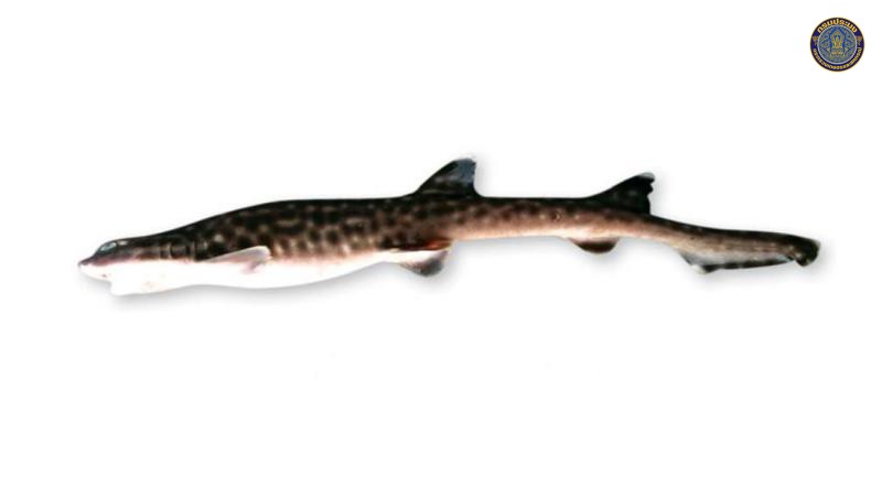Atelomycterus marmoratus