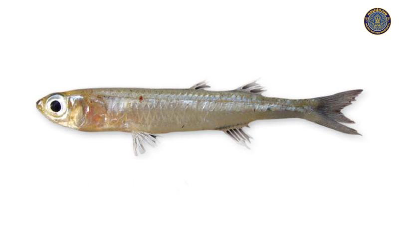 Atherinomorus duodecimalis