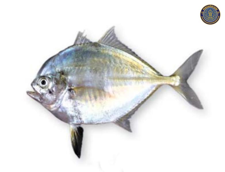 Atropus atropos