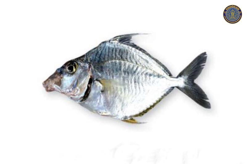 Aurigequula fasciata