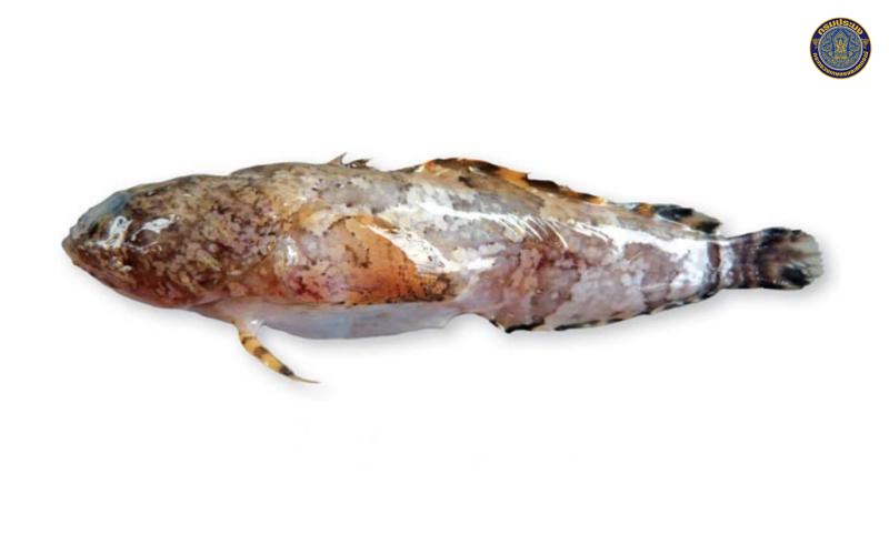 Batrachomoeus trispinosus