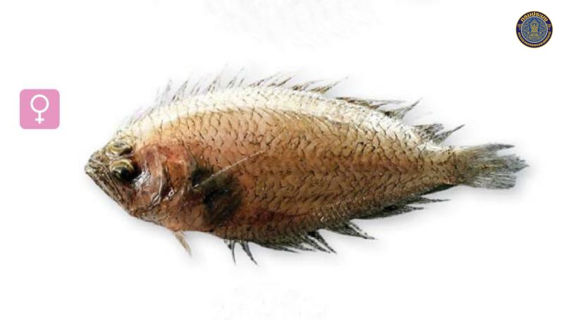 Brachypleura novaezeelandiae