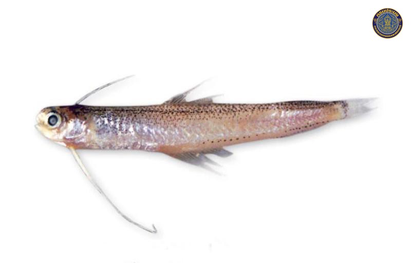 Bregmaceros pseudolanceolatus