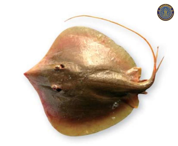 Brevitrygon heterura