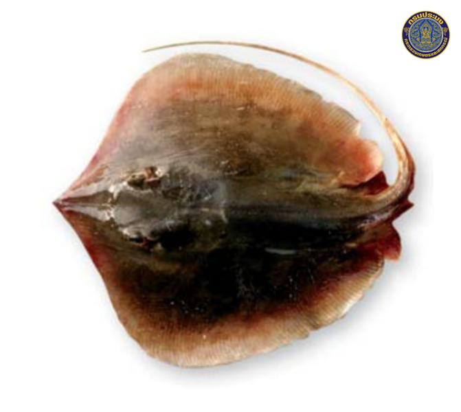 Brevitrygon imbricata